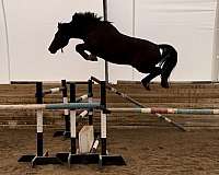 started-under-sa-belgian-warmblood-horse