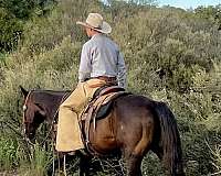 trail-horse