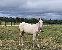 perlino-andalusian-filly