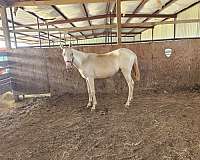 perlino-andalusian-filly