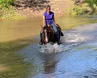 barrel-racing-quarter-horse