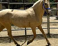 andalusian-horse-for-sale