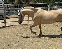 palomino-andalusian-mare