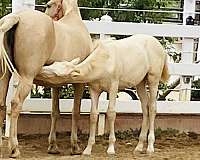 palomino-mare-for-sale