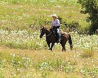 penning-quarter-horse