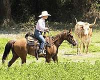 ranch-quarter-horse