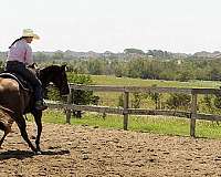 ranch-work-quarter-horse