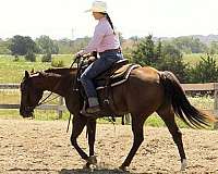 sorrel-quarter-horse-mare