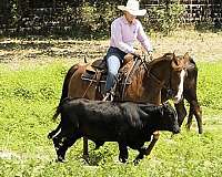 team-penning-quarter-horse