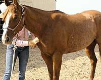 sorrel-ranch-work-horse