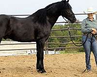 dressage-friesian-horse