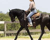 english-pleasure-friesian-horse