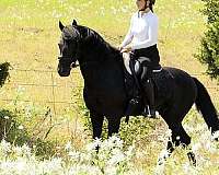 black-beginner-horse