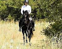 black-dressage-horse