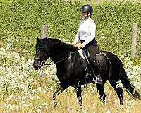 black-english-pleasure-horse