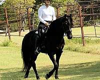 black-friesian-gelding