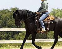 black-western-dressage-horse