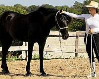 trail-friesian-horse