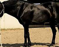 western-dressage-friesian-horse