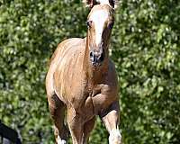 filly-quarter-horse