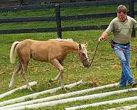 obstacles-quarter-horse