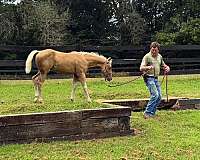 blue-eyed-quarter-horse