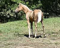 western-ple-filly