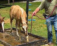 aqha-quarter-horse