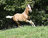 palomino-quarter-horse