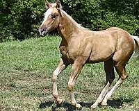 cowboy-mounted-shooting-quarter-horse