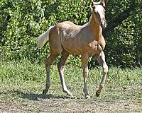 dressage-quarter-horse