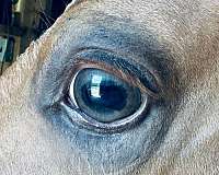 blue-eyes-quarter-horse