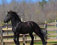 friesian-gelding