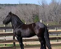 friesian-horse-for-sale