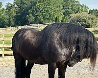 friesian-horse