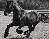 friesian