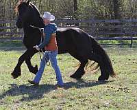 beginner-friesian-horse