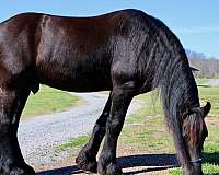 experienced-friesian-horse