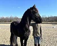 trained-friesian-horse