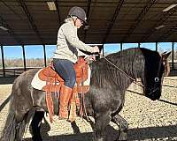 experienced-gelding