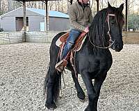 trained-gelding