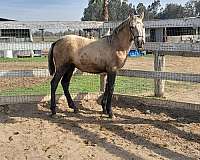 awesome-andalusian-horse