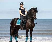 beginner-friesian-horse