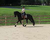 draft-friesian-horse