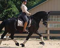 dressage-friesian-horse