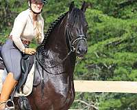 english-pleasure-friesian-horse