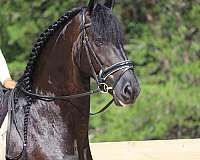 flashy-friesian-horse