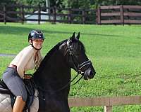 husband-safe-friesian-horse