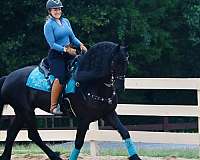 athletic-friesian-horse