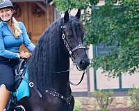 endurance-friesian-horse